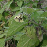 Physalis peruviana L.